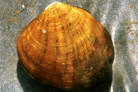 Dromus dromas