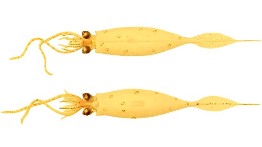 Galiteuthis armata
