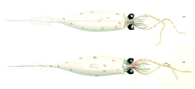Galiteuthis armata
