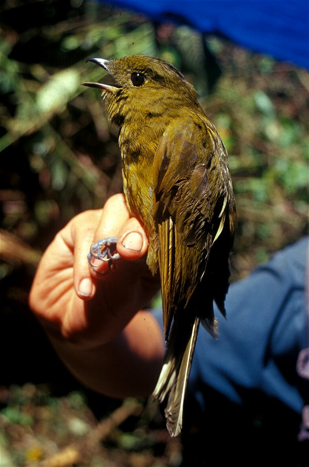Olivaceous Piha (Snowornis cryptolophus) from Ecuador
