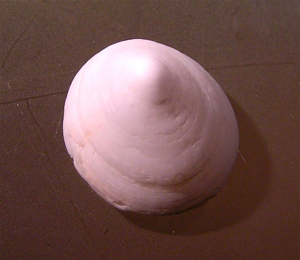 Acmaea mitra Eschscholtz, 1833, a limpet from the family Lottiidae; California