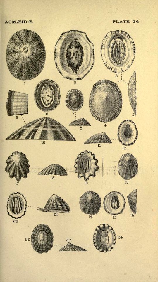 1-8 - Scurria variabilis
11-13 - Acmaea mitra var subpersona
14-21 - Acmaea mitra
22-24 - Lottia subrugosa

From Manual of Conchology, vol 13, 1891 http://www.google.pl/url?sa=t&rct=j&q=&e