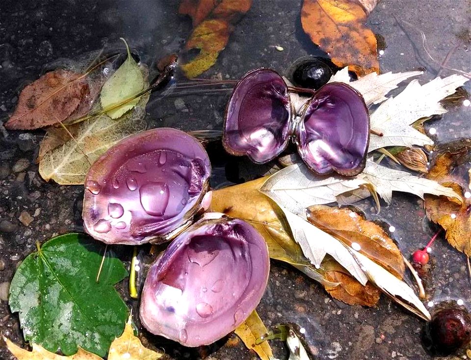 Epioblasma obliquata, the purple catspaw mussel, dead open shells