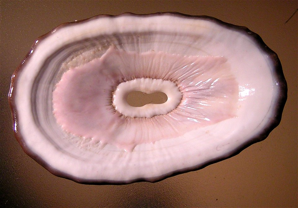 Fissurella crassa, Lamarck, 1822; a keyhole limpet from the family Fissurellidae; Chile