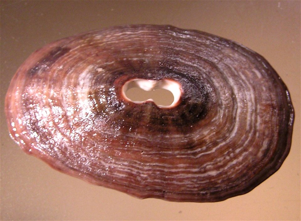 Fissurella crassa, Lamarck, 1822; a keyhole limpet from the family Fissurellidae; Chile
