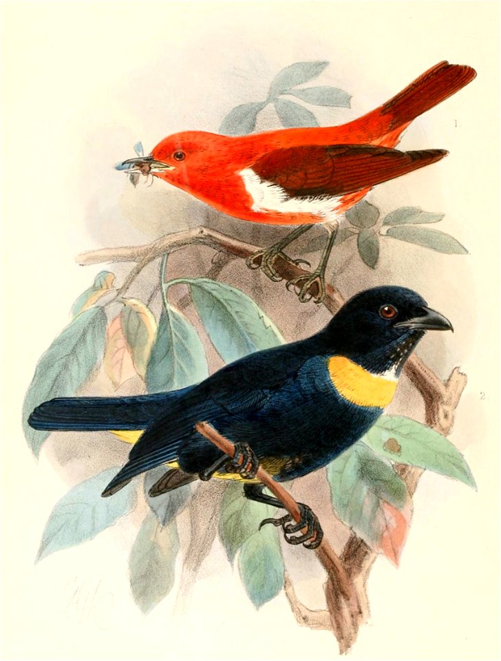 English:  
« Nemosia rosenbergi » = Chrysothlypis salmoni (Scarlet-and-white Tanager)
« Buthraupis rothschildi » = Bangsia rothschildi (Golden-chested Tanager)Français&#x2