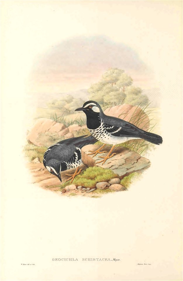 Geokichla schistacea in The birds of New Guinea and the adjacent Papuan islands, including many new species recently discovered in Australia. v.3 (Plate 1).