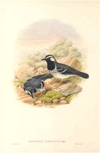 Geokichla schistacea in The birds of New Guinea and the adjacent Papuan islands, including many new species recently discovered in Australia. v.3 (Plate 1).