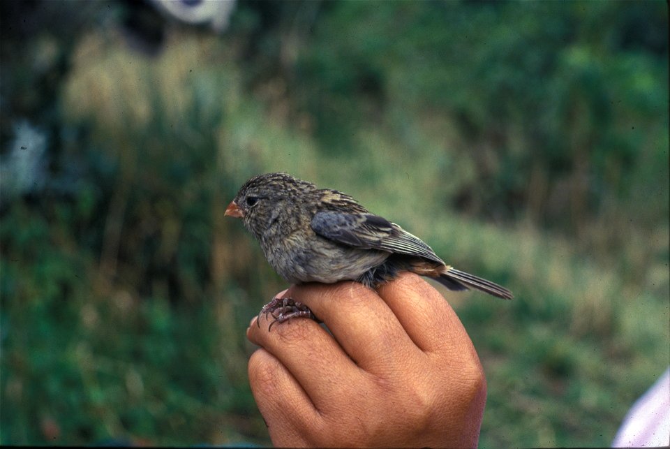 Plain-coloured Seedeater (Catamenia inornata) from the  NBII Image Gallery