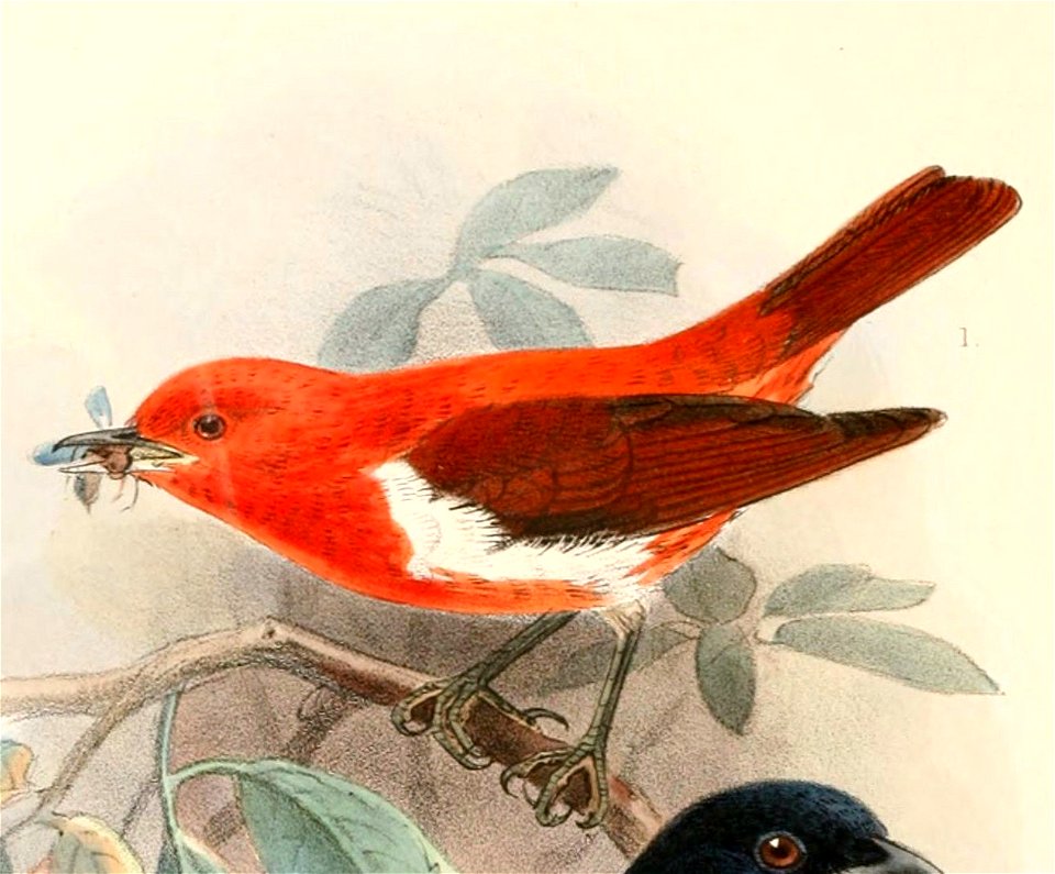 English:  « Nemosia rosenbergi » = Chrysothlypis salmoni (Scarlet-and-white Tanager)Français :  « Nemosia rosenbergi » = Chrysothlypis salmoni (Tangara rou