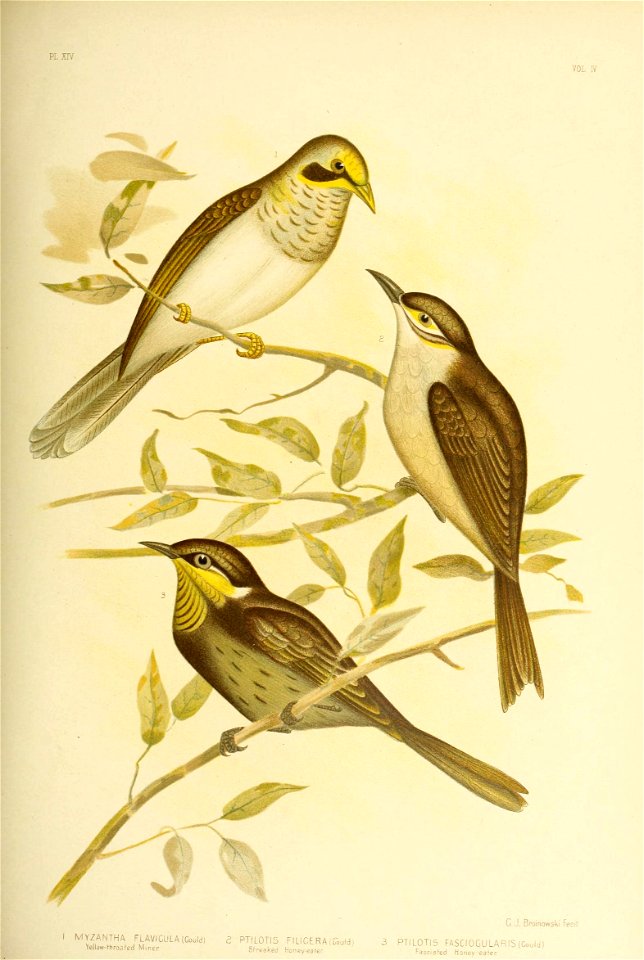 C.J. Broinowski Fecir