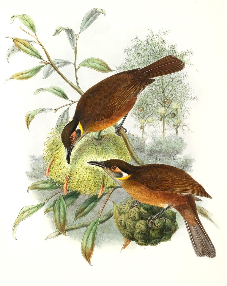 Xanthotis chrysotis = Xanthotis flaviventer - The birds of New Guinea and the adjacent Papuan islands v.3 (1875-1888)