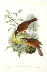 Xanthotis chrysotis = Xanthotis flaviventer - The birds of New Guinea and the adjacent Papuan islands v.3 (1875-1888)