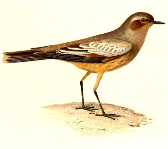 English:  « Pepoaza variegata » = Neoxolmis rufiventris (Chocolate-vented Tyrant)Français :  « Pepoaza variegata » = Neoxolmis rufiventris (Moucherolle à v