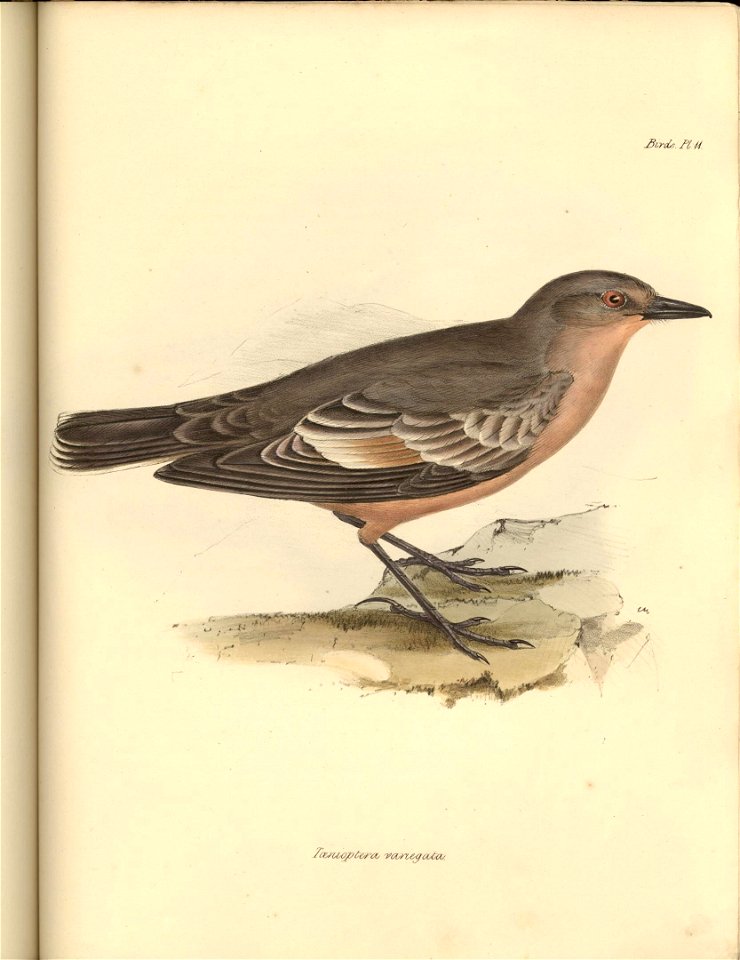 Xolmis variegata (= Neoxolmis rufiventris).