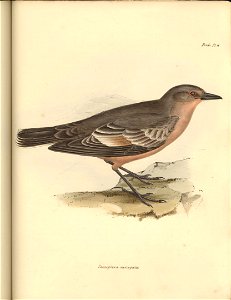 Xolmis variegata (= Neoxolmis rufiventris).