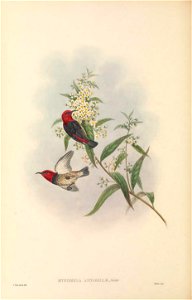 Myzomela annabellae in The birds of New Guinea and the adjacent Papuan islands, including many new species recently discovered in Australia. v.3. (Plate 67)