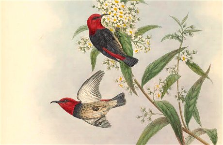 Myzomela annabellae in The birds of New Guinea and the adjacent Papuan islands, including many new species recently discovered in Australia. v.3. (Plate 67)