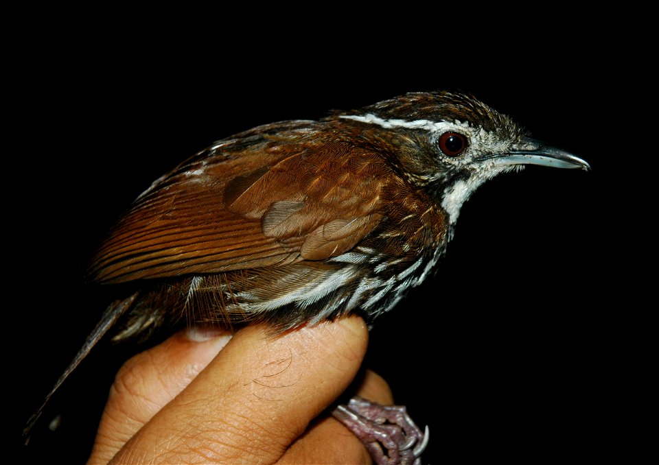 Streaked ground babbler (Ptilocichla mindanensis?)
