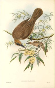 Philemon plumigenis in The birds of New Guinea and the adjacent Papuan islands, including many new species recently discovered in Australia. v.3 (Plate 41).