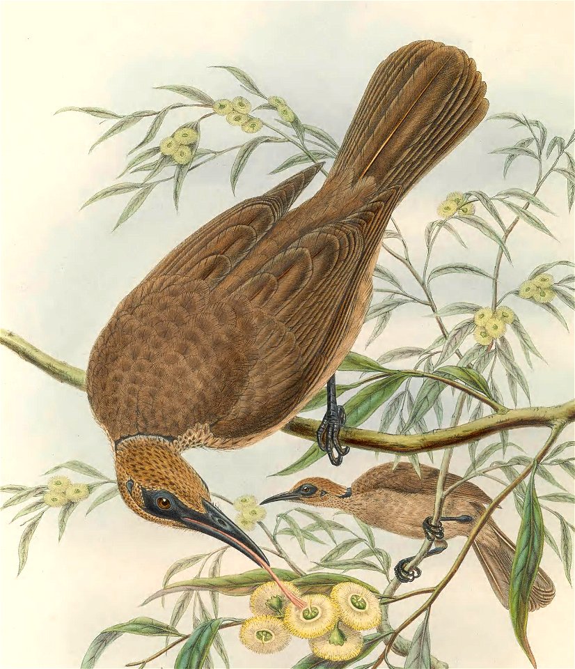 Philemon plumigenis in The birds of New Guinea and the adjacent Papuan islands, including many new species recently discovered in Australia. v.3 (Plate 41).