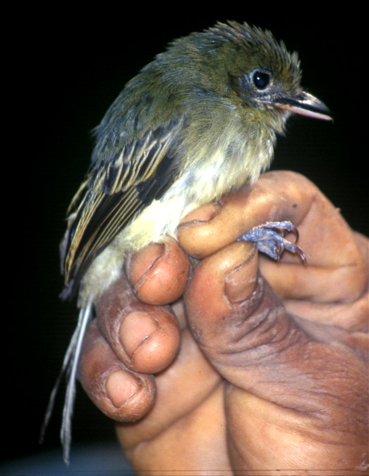 Olivaceous Flatbill (Rhynchocyclus olivaceus) in Ecuador