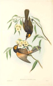 Melipotes gymnops in The birds of New Guinea and the adjacent Papuan islands, including many new species recently discovered in Australia. v.3 (Plate 38).
