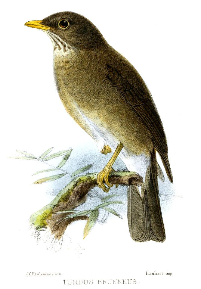 English:  « Turdus brunneus » = Turdus lawrencii (Lawrence's Thrush)Français :  « Turdus brunneus » = Turdus lawrencii (Merle de Lawrence)