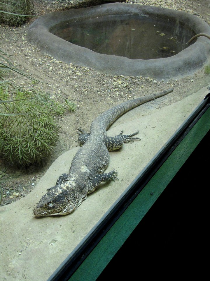 Monitor tegu (Callopistes flavipunctatus) in Helsinki Tropicario.