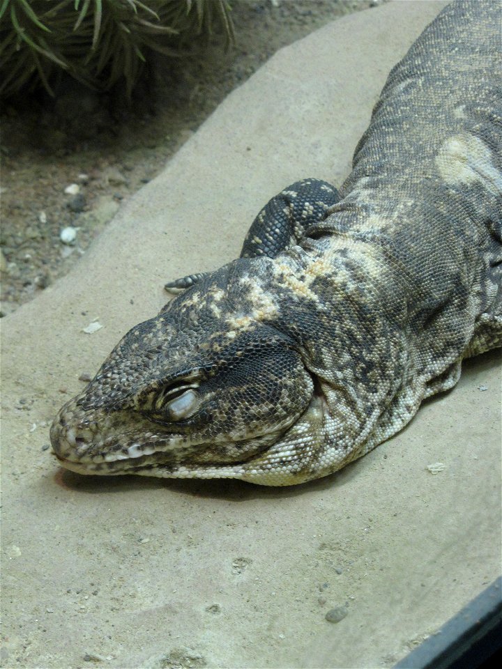 Monitor tegu (Callopistes flavipunctatus) in Helsinki Tropicario.