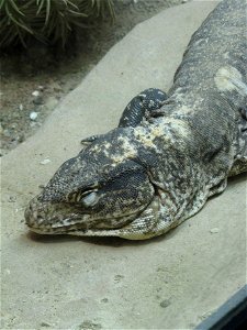 Monitor tegu (Callopistes flavipunctatus) in Helsinki Tropicario.