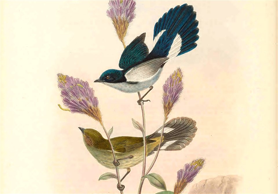 Pristorhamphus versteri = Melanocharis versteri in The birds of New Guinea and the adjacent Papuan islands, including many new species recently discovered in Australia. v.4. (Plate 10)