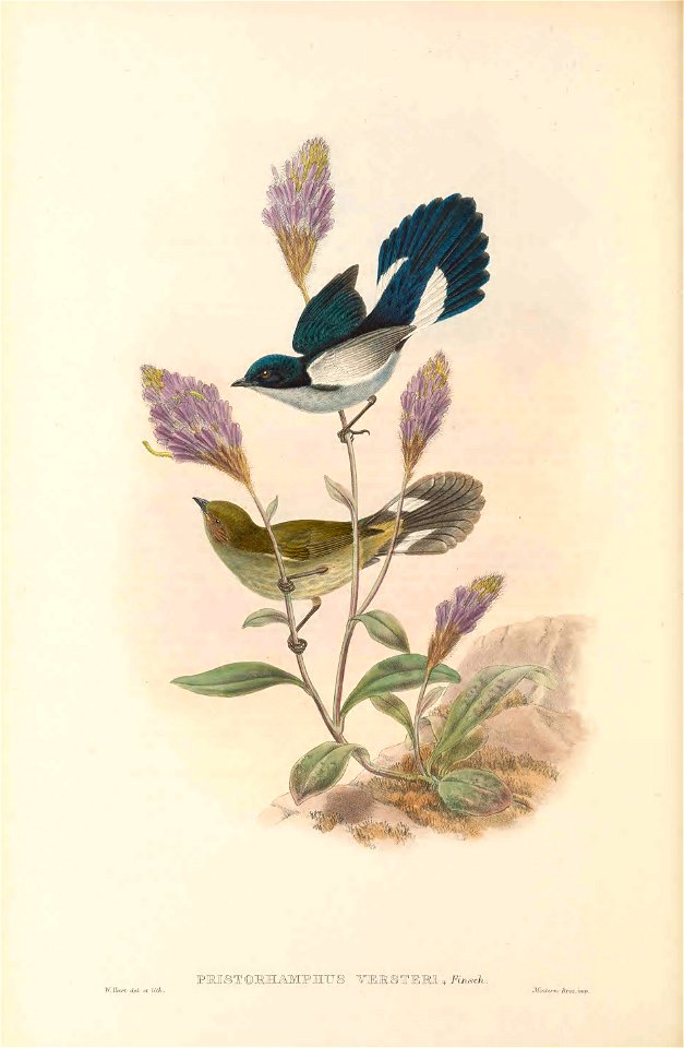 Pristorhamphus versteri = Melanocharis versteri in The birds of New Guinea and the adjacent Papuan islands, including many new species recently discovered in Australia. v.4. (Plate 10)