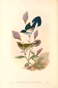 Pristorhamphus versteri = Melanocharis versteri in The birds of New Guinea and the adjacent Papuan islands, including many new species recently discovered in Australia. v.4. (Plate 10)