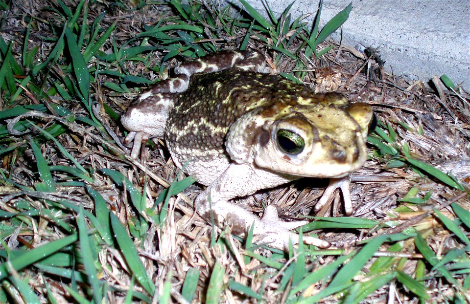 GUANTANAMO BAY, Cuba - A small-eared toad ventured out of its burrow after heavy rainshowers at the Winward Loop housing area on Oct. 6, 2007. (JTF Guantanamo photo by Army Capt. Cara J. Thompson)