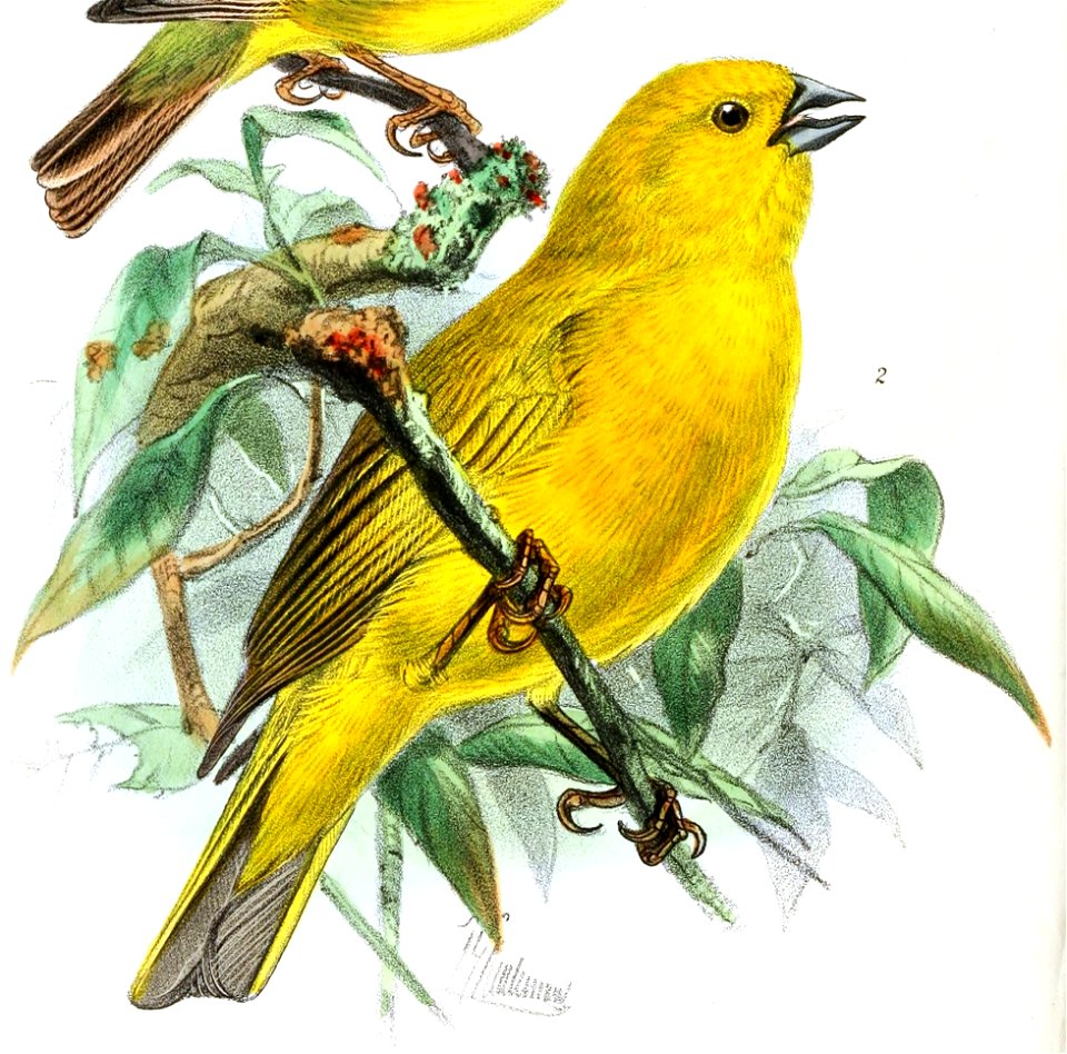 English:  
« Sycalis lutea » = Sicalis lutea (Puna Yellow Finch)Français :  
« Sycalis chrysops » = Sicalis luteola chrysops (Sous-espèce de Sicale des sav