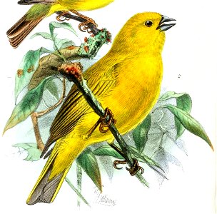 English:  
« Sycalis lutea » = Sicalis lutea (Puna Yellow Finch)Français :  
« Sycalis chrysops » = Sicalis luteola chrysops (Sous-espèce de Sicale des sav