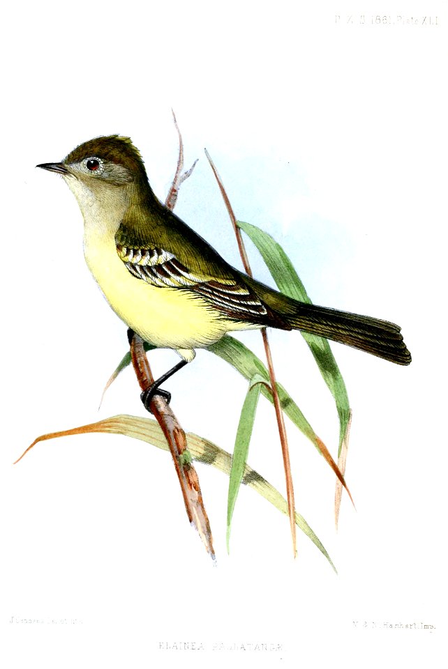 Elainea pallatangae = Elaenia pallatangae
