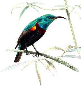 A monograph of the Nectariniidae, or, Family of sun-birds