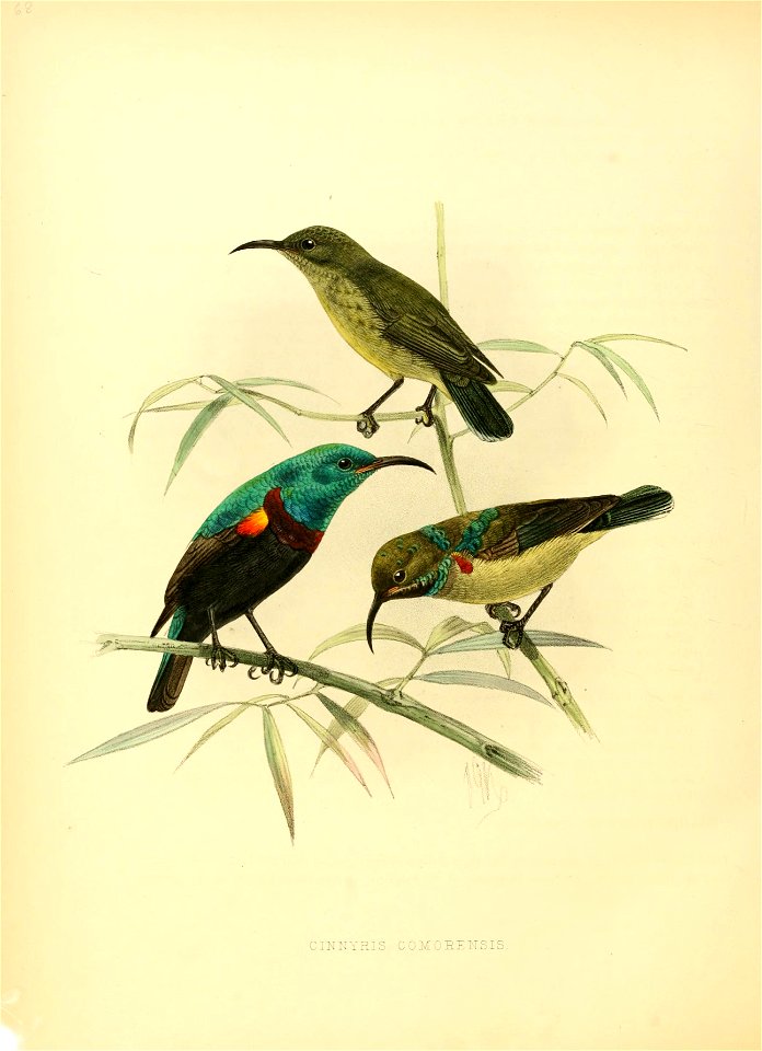 A monograph of the Nectariniidae, or, Family of sun-birds
