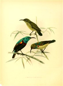 A monograph of the Nectariniidae, or, Family of sun-birds
