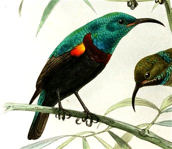 Cinnyris comorensis Keulemans Cropped
File:Cinnyris comorensis Keulemans.jpg