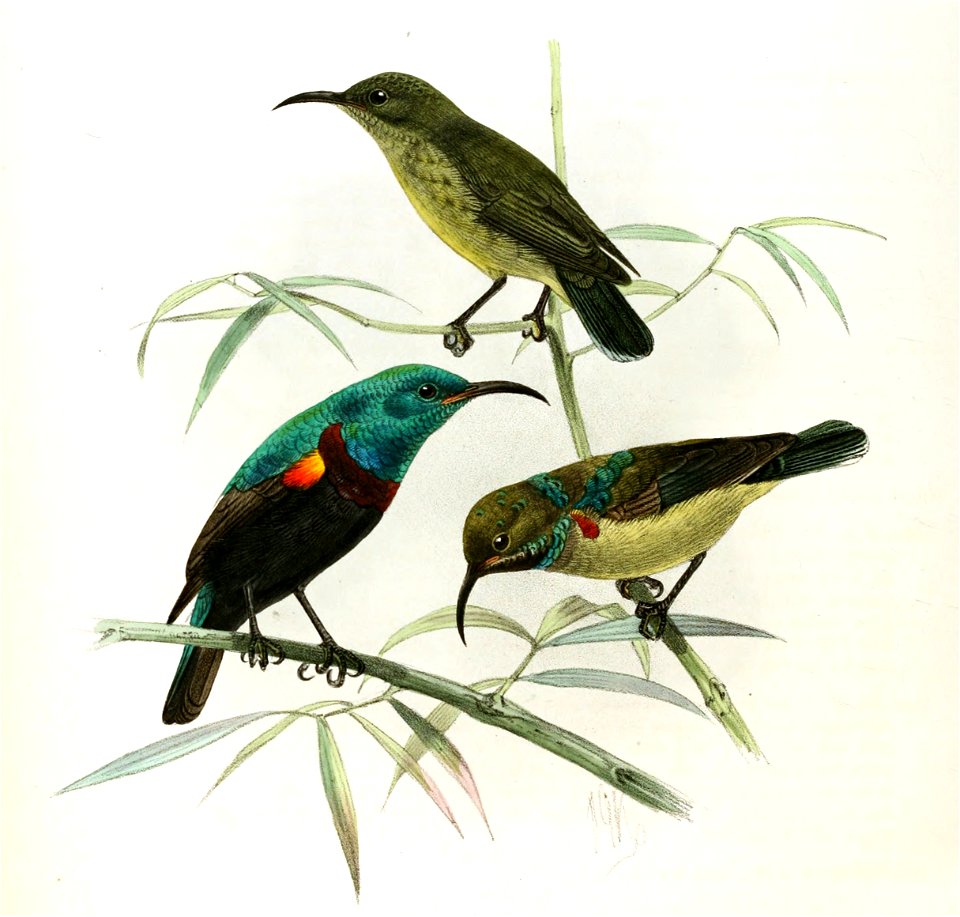 'Cinnyris comorensis
