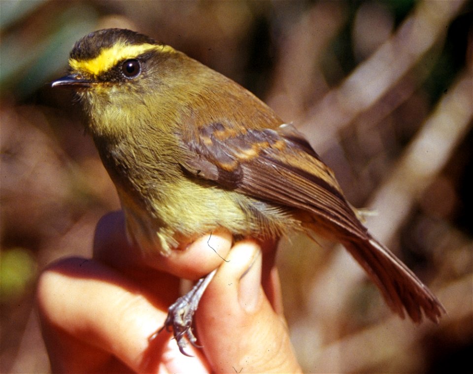 Yellow-bellied Chat-tyrant (Ochthoeca diadema) from Ecuador