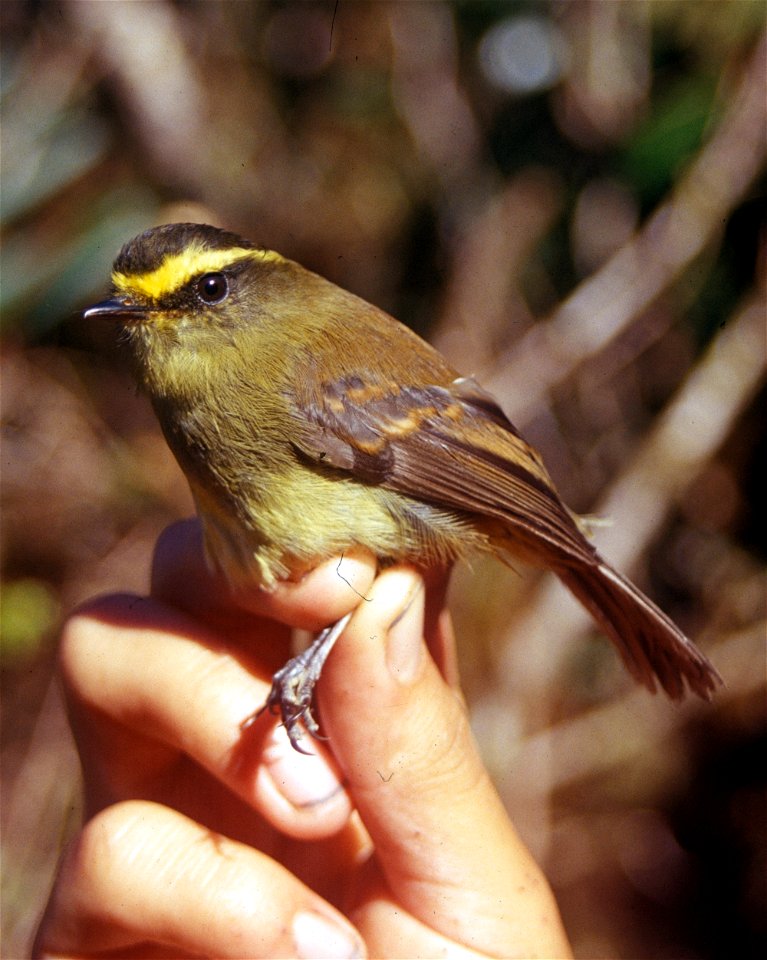Yellow-bellied Chat-tyrant (Ochthoeca diadema) from Ecuador