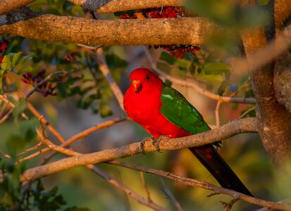 Male feather red