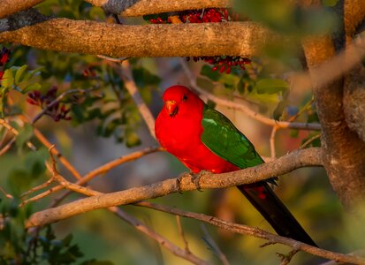 Male feather red photo