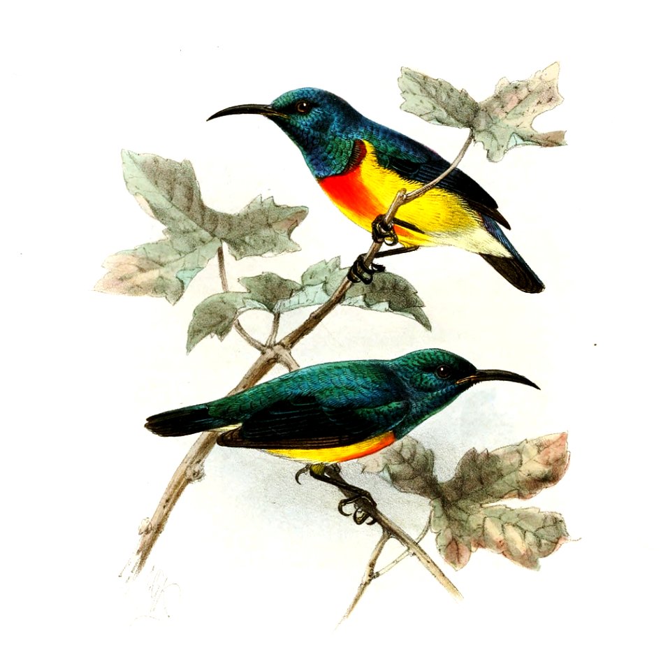 Cinnyris coquerellii