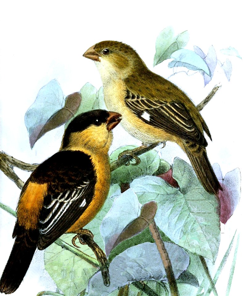 English:  « Spermophila nigrorufa » = Sporophila nigrorufa (Black-and-tawny Seedeater) - male and femaleFrançais :  « Spermophila nigrorufa » = Sporophila 