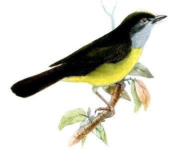 Basileuterus cinereicollis - cropped